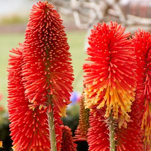 Kniphofia Red Hot Poker