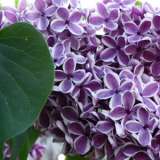 Lilac Sensation Courtesy Photogramma1 Flickr 15 - Garden Express Australia
