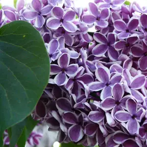 Lilac Sensation Lilac Sensation