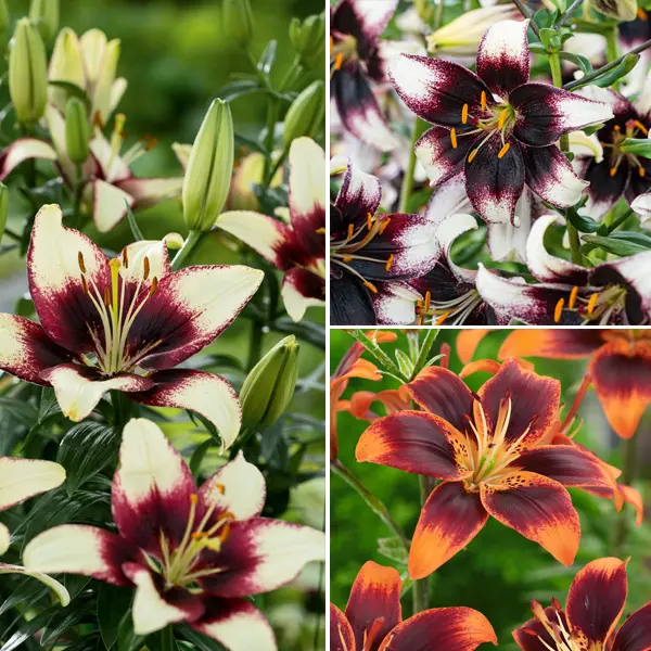 Lilium Asiatic Tango Collection Lilium Asiatic Tango Collection