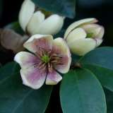 Magnolia Port Wine Courtesy Flickr Tatters 15 - Garden Express Australia