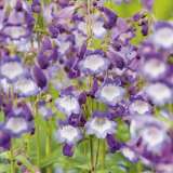 Penstemon Alice Hindley 15 Fm 14278272pa - Garden Express Australia