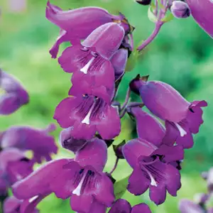 Penstemon Midnight Penstemon Midnight