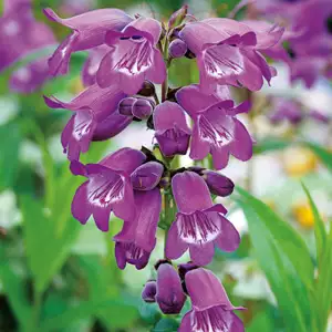 Penstemon Sour Grapes 68mm Penstemon Sour Grapes 68mm