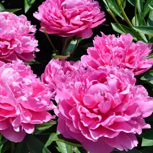 Peony Rose Edulis Superba Peony Rose Edulis Superba