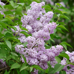 Persian Lilac Persian Lilac