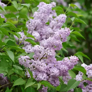 Persian Lilac
