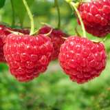 Raspberry Chilcotin 140mm