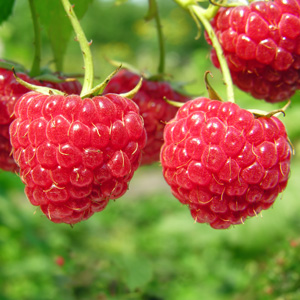 Raspberry Chilcotin 140mm
