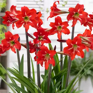 Hippeastrum Growing Guide