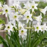 Hippeastrum Sonatini Swan Lake Hippeastrum Sonatini Swan Lake