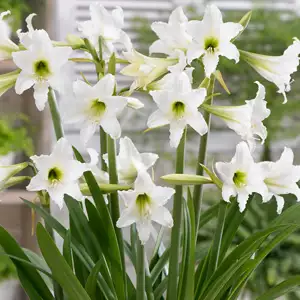 Hippeastrum Sonatini Swan Lake Hippeastrum Sonatini Swan Lake