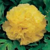 Tree Peony Alice Harding 15 - Garden Express Australia
