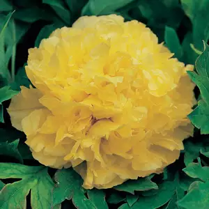 Tree Peony Alice Harding Tree Peony Alice Harding