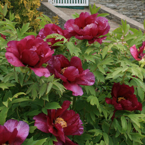 Tree Peony Kronos Tree Peony Kronos