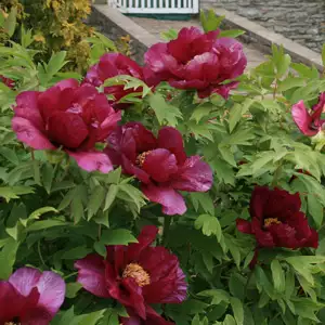 Tree Peony Kronos Tree Peony Kronos