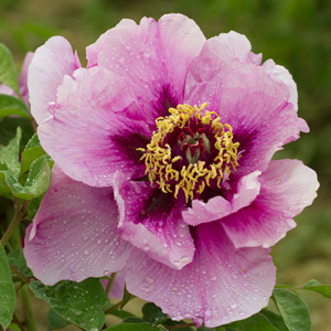 Tree Peony Leda Tree Peony Leda