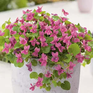 Viola Rozina Viola Rozina