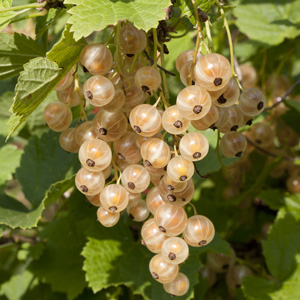 White Currants