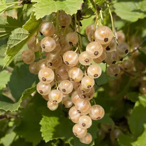 White Currants