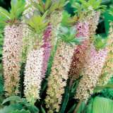 Pineapple Lily Mixed 14 - Garden Express Australia