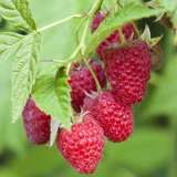 Raspberry Chilliwack Raspberry Chilliwack