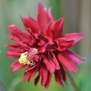 Aquilegia Ruby Port Aquilegia Ruby Port