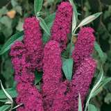 Budlijah Royal Red 15 - Garden Express Australia