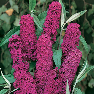 Buddleja Royal Red 75mm Buddleja Royal Red 75mm