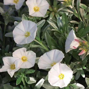 Convolvulus White 50mm Convolvulus White 50mm