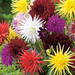Dahlia Cacti Mixed Dahlia Cacti Mixed