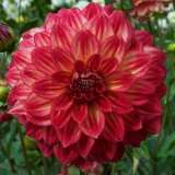 Dahlia Ciska 15 - Garden Express Australia