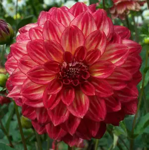 Dahlia Ciska Dahlia Ciska