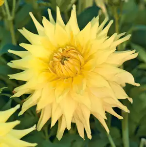 Dahlia Reg Kappler Dahlia Reg Kappler