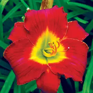 Daylily Honky Tonk Dream Daylily Honky Tonk Dream