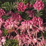 Grevillea Mt Tamboritha Grevillea Mt Tamboritha