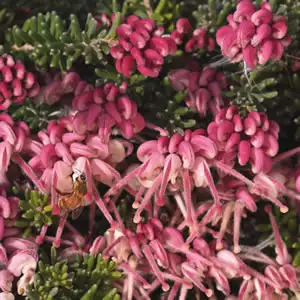 Grevillea Mt Tamboritha Grevillea Mt Tamboritha