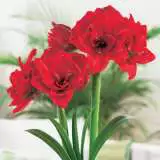 Hippeastrum Cherry Nymph Fm 14231766pa 15 - Garden Express Australia