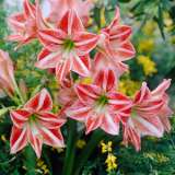 Hippeastrum Fairytale Visi20115 15 - Garden Express Australia