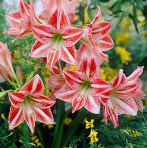Hippeastrum Varieties Hippeastrum Varieties
