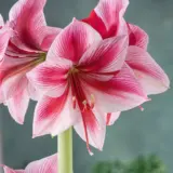 Hippeastrum Gervase Hippeastrum Gervase