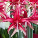 Hippeastrum Quito Pkhipqui - Garden Express Australia