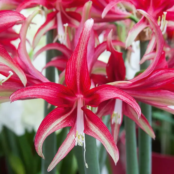 Hippeastrum Quito Hippeastrum Quito