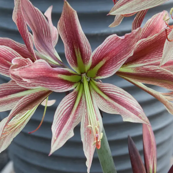 Hippeastrum Rio Negro Hippeastrum Rio Negro
