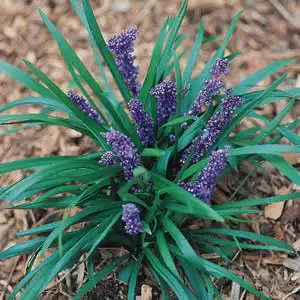 Liriope Royal Purple Liriope Royal Purple