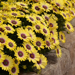 Osteospermum Blue Eyed Beauty 140mm Osteospermum Blue Eyed Beauty 140mm