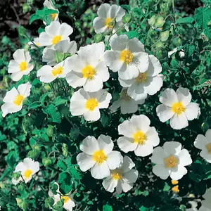 Rock Rose Sage Leafed 50mm Rock Rose Sage Leafed 50mm