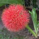Scadoxus Katherinae St 198146738 15 - Garden Express Australia