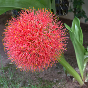 Scadoxus Katherinae Scadoxus Katherinae