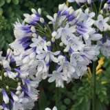 Agapanthus Queen Mum Tm (Pbr) Agapanthus Queen Mum Tm (Pbr)